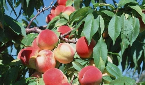潤膚|女性不想顯老，不妨多吃幾種食物，能祛皺潤膚，排毒養顏，試試看