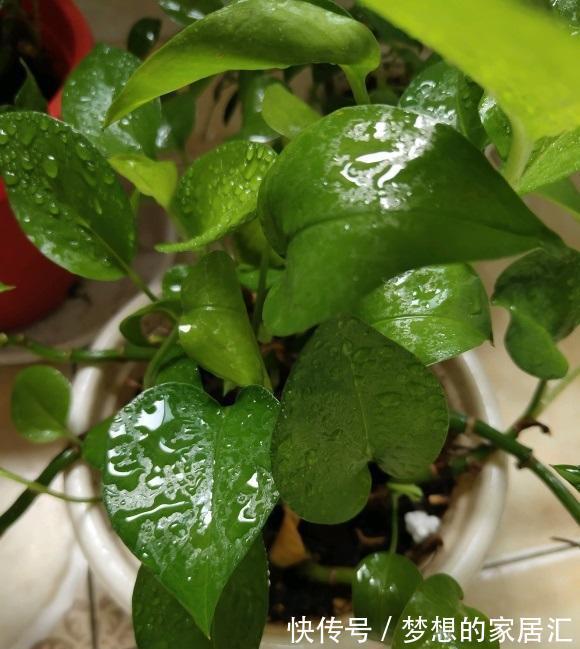客厅|耐阴的5种绿植，放在客厅，卫生间，北向窗台，都能养得很好！