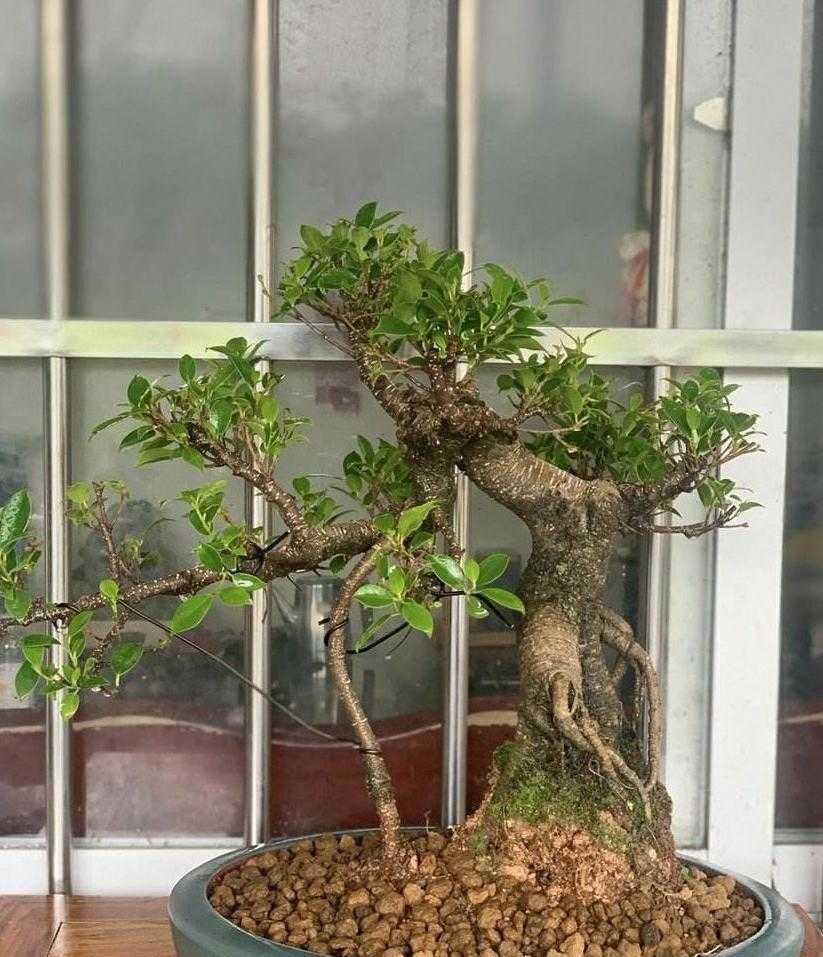 有名|3种有名的“小榕树”,养在家里真不错,简单大方有品位