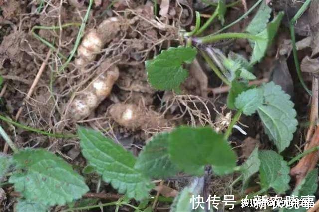冬季|酷似螺丝钉，一到冬季就热卖，农村常见，城里很难买到