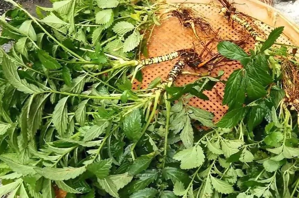 野菜|全身有刺,但请珍惜它,既是美味野菜又是药材,市场10元一斤