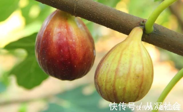 保存无花果不要直接放冰箱，学会此诀窍，甘甜滋润，越放越好吃