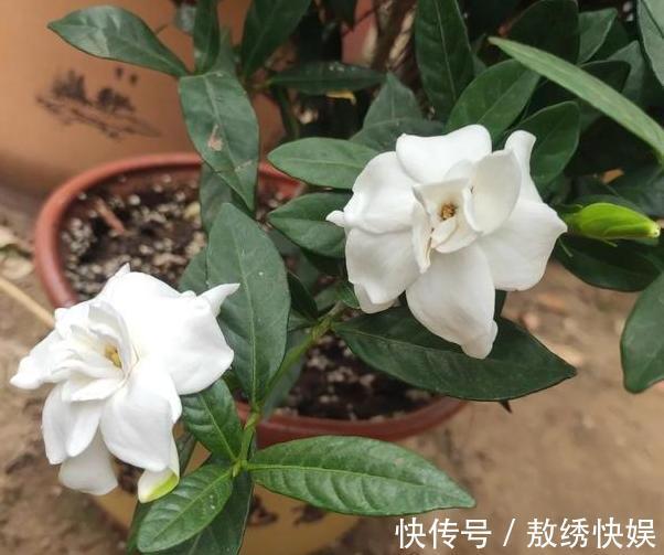 土壤贫瘠、结块，该怎么改善用上这“2种药”，养花没压力