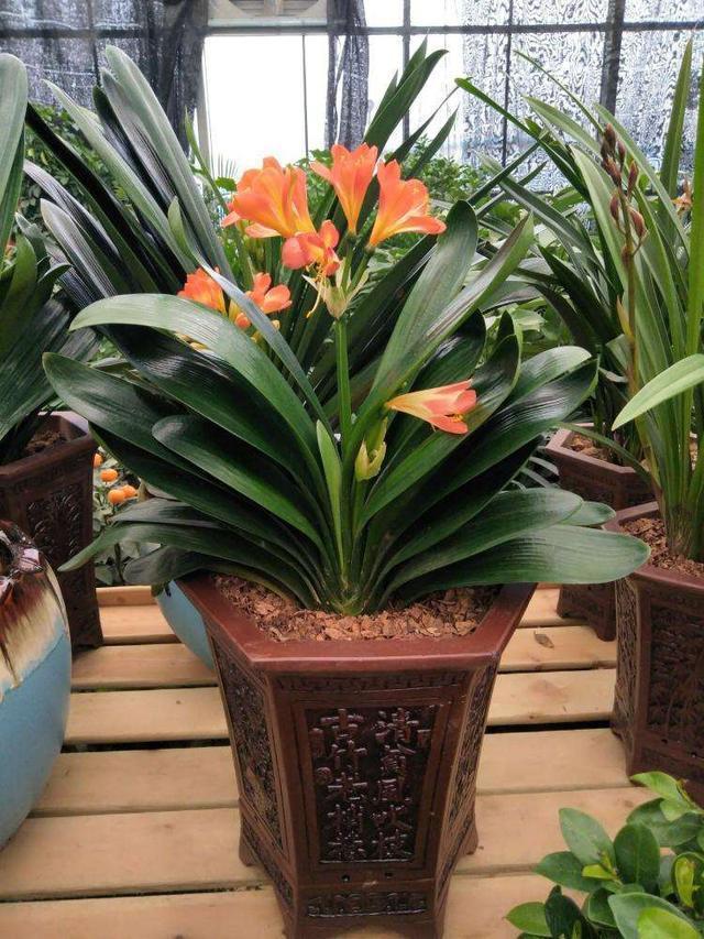 叶片|君子兰,即将“休眠期”,注意3个养护技巧,才能绿油油花苞多!