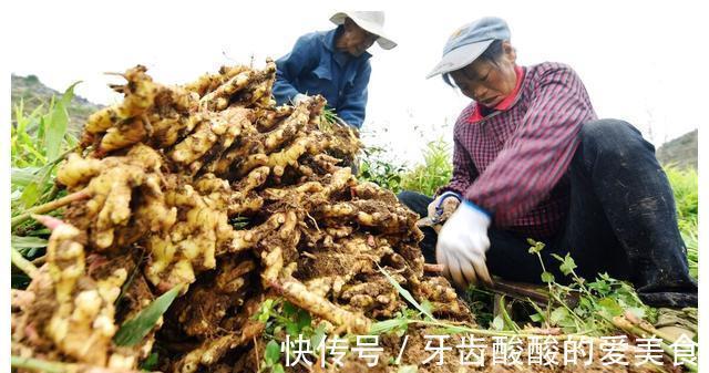 老话“生姜开花，墙倒屋塌”有道理吗？生姜为何会开花？