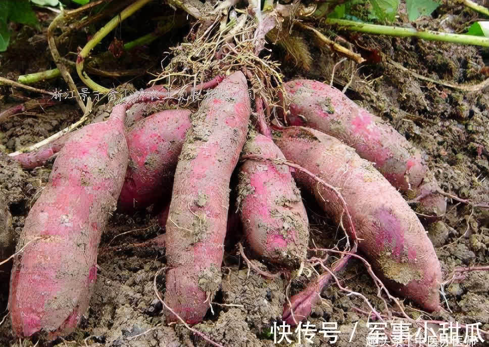 食物|女性不想变大妈,推荐常吃得好食物,加速排便,防治便秘,气色好