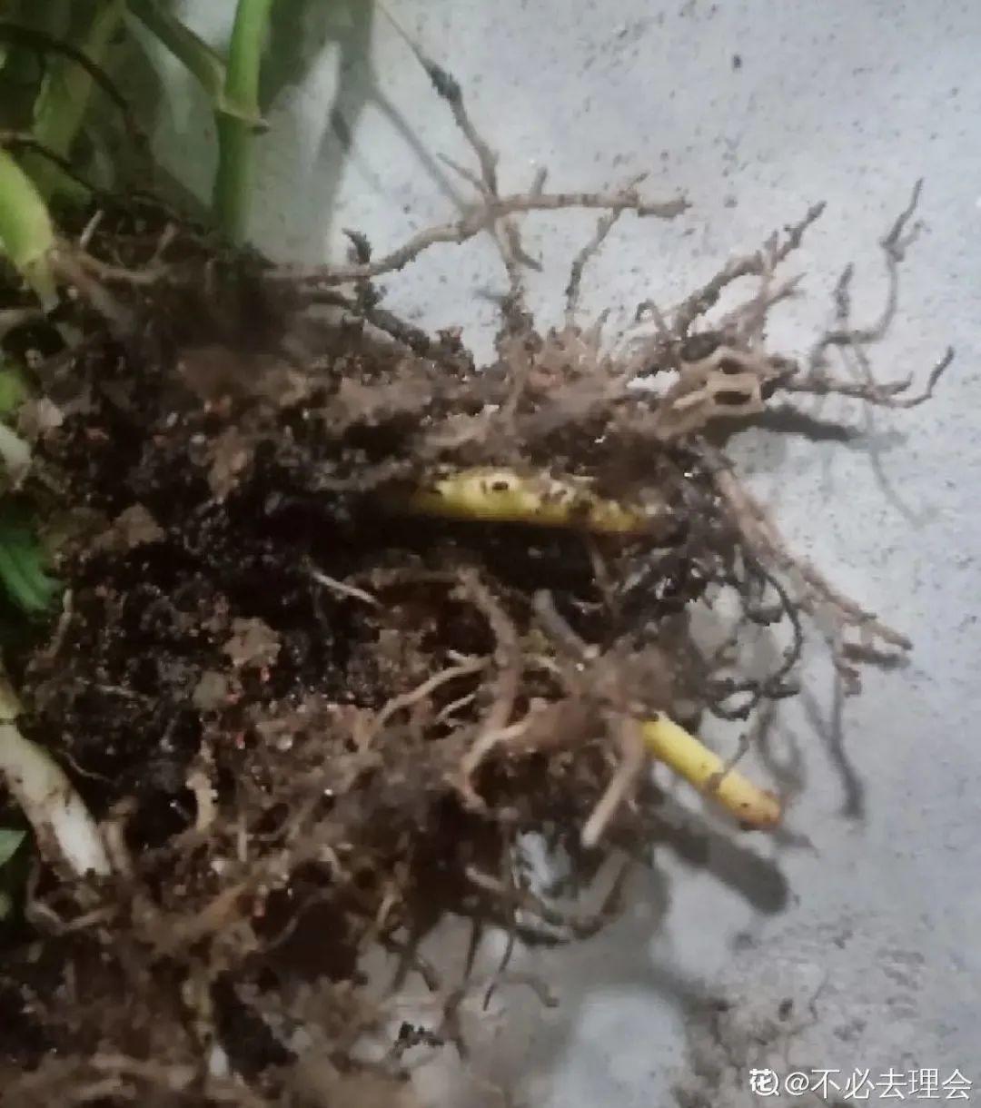 10种“养不死”的花,绿萝只能排最后一名,养死3种以上的举手