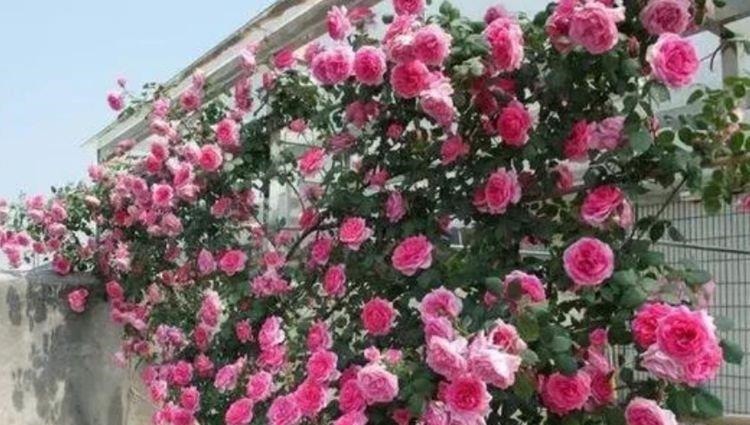 家里必养“4种花”，好养又漂亮，开花就爆盆，不易生病好养护