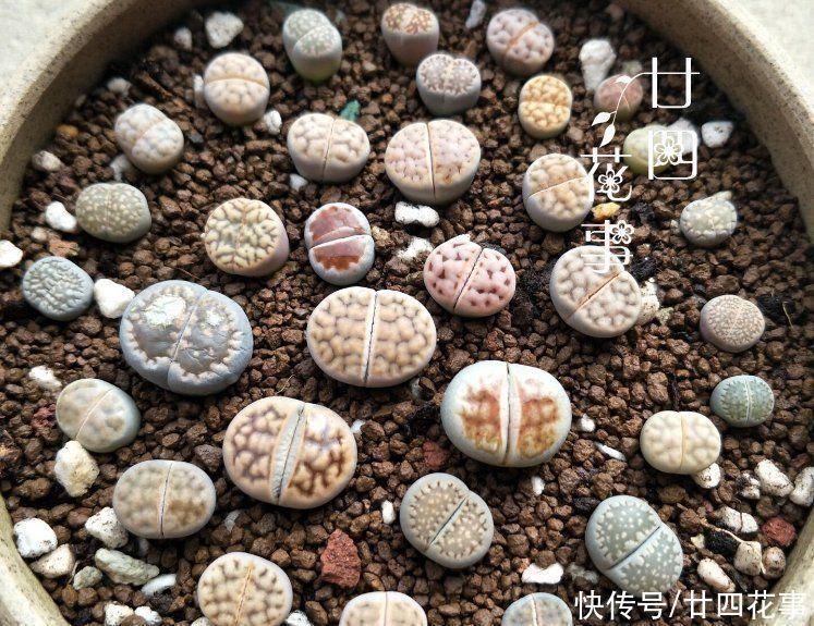 叶插|3类多肉不适合叶插,偶尔生根也难发芽,还是别费力气了