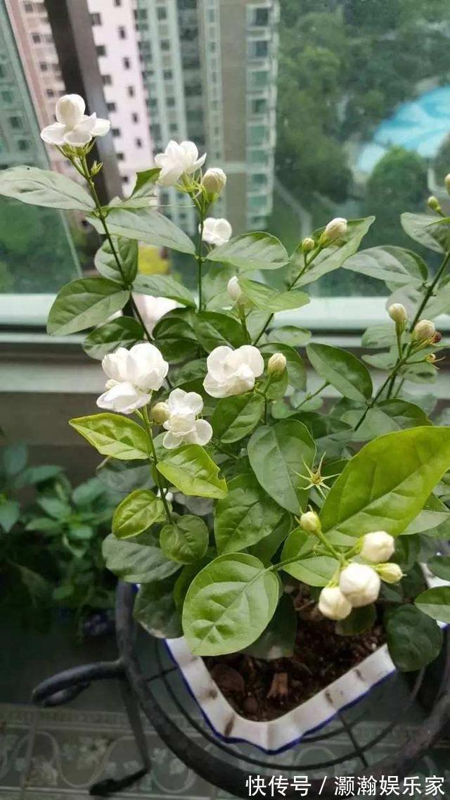 茉莉花开花少，这不是问题，教你几招，花枝都是花苞