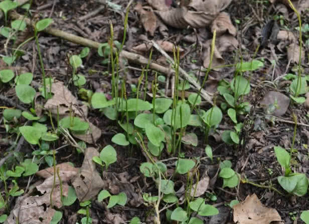 荒地|1种“野草”，长在路边一点不起眼，现在价值珍贵一斤200元