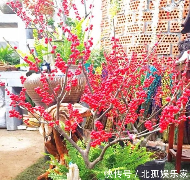 “3种花”旺家、旺财好兆头,寓意好又漂亮,家中必备!