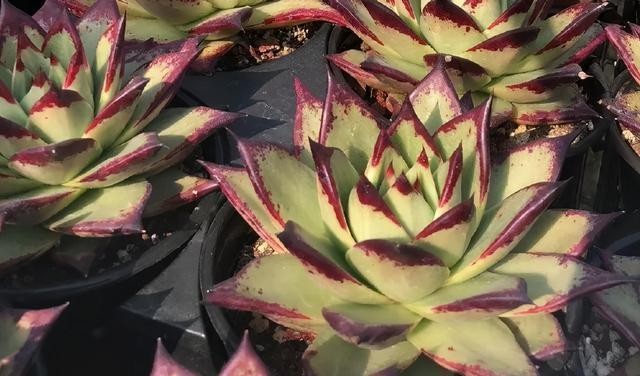 冬季乌木该怎么养,把这四点做好,绿叶变黑叶,傲气十足