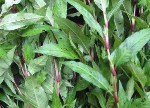 如今|水田里比辣椒更“辣”的野草,是天然的酒曲,如今城里30元一斤