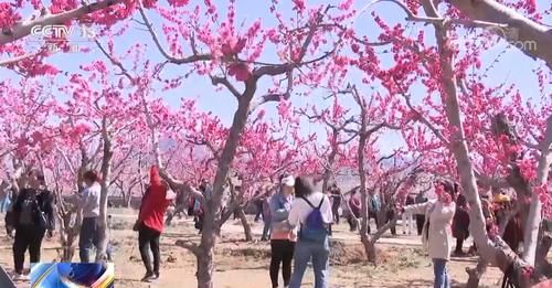 北京平谷区22万亩桃花进入盛花期 吸引游人踏青赏花