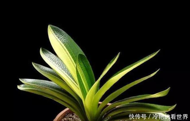 养花就养君子兰金枝玉叶这两非常好养，寓意还非常吉祥