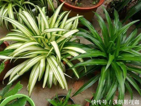 厕所|能“吸臭”的4种花,去除厕所臭味,花朵散发清香,对阳光需求少