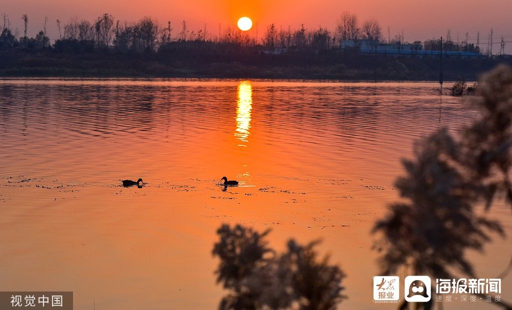 湿地|图看日照｜湿地夕阳红