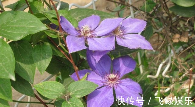 花友养了40年花,唯独对“铁线莲”情有独钟,花开令人惊艳!