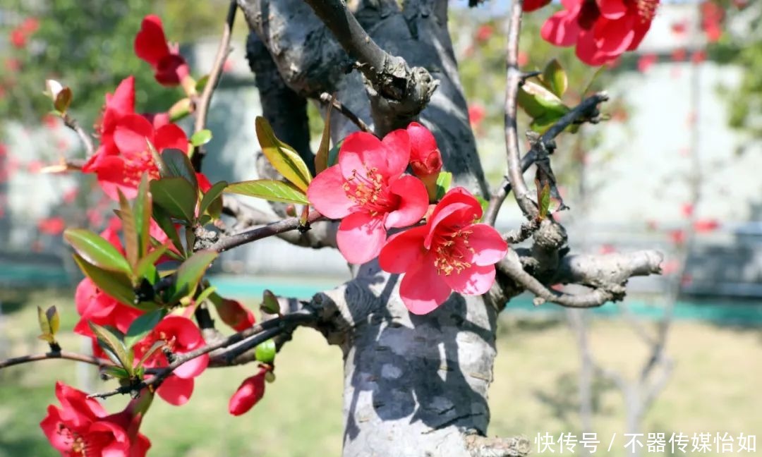 老年|春暖花开，踏青赏花正当时