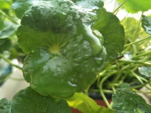 铜钱草叶子倒伏,3个主要影响因素,其中1个因素很重要