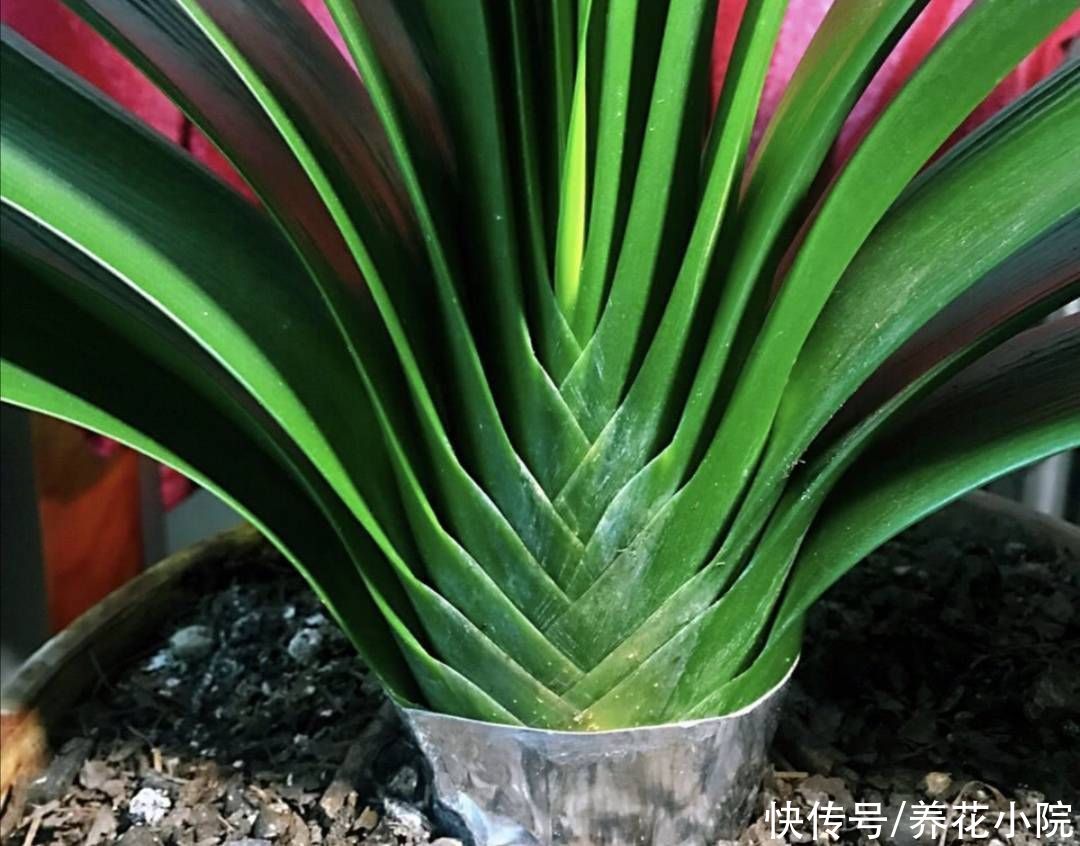 天气转凉，君子兰恢复生长，给它做好4件事，有助于开花