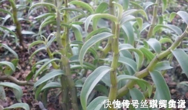 野生|乡下野草,要卖350元一斤,全身是宝,营养丰富有12大功效