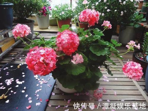 6种花淋雨就会“烂”，下雨最好放屋里，别忽视