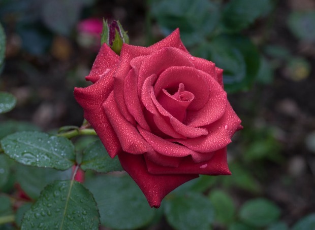 月季夏季养护困难只需注意3个方面，月季花开不断长势好