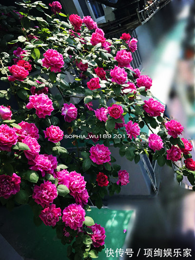 花仙子的阳台,30多种月季如瀑布,路人都停下来观望,太美了