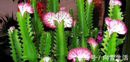 这2种花，有水就疯长，拦都拦不住，新手也会养，是盆栽佳品