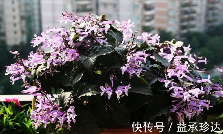 屋子|超香的花卉,养在阳台,风一吹满屋子香气,花开超美丽