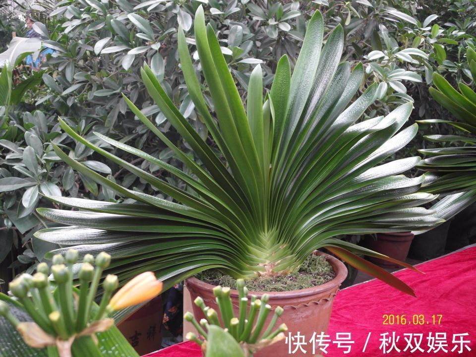 君子兰怎么分株网友一个骚操作,君子兰虽不死也会僵苗难服盆