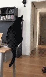 |搞笑GIF图:有这样的老婆 肯定能少活好几年