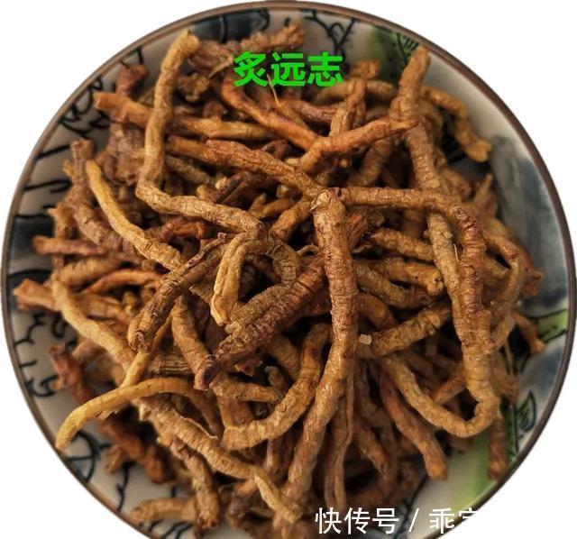 肾气|中药古今研究:远志