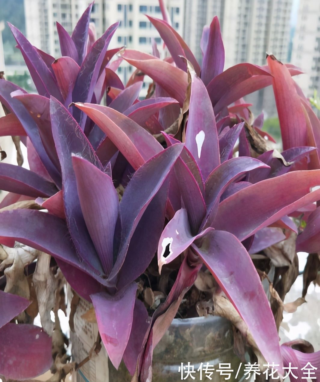 紫竹梅紫得高贵,忽略一件事,叶子变成“丑陋绿”,太难看