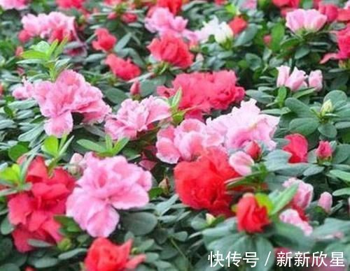 月季|4款艳美的花卉,花大色艳花期长,好养易爆盆,惊艳如花球
