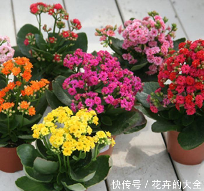 养分|养花试试这款,花谢以后,要修剪残花,给枝条打顶