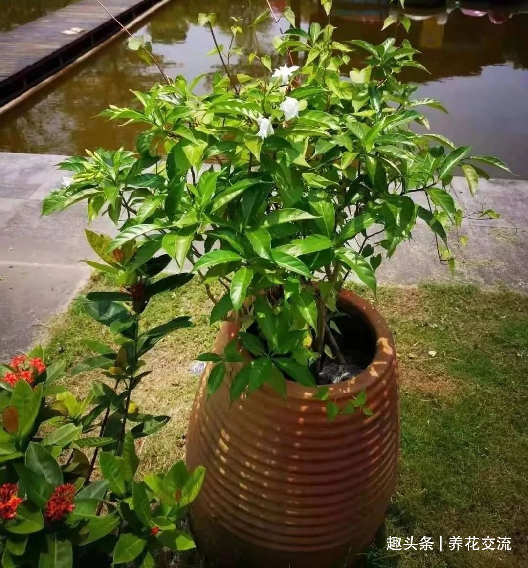 栀子花|花叶和栀子花相似的狗牙花,香味像茉莉花,好养又容易开花