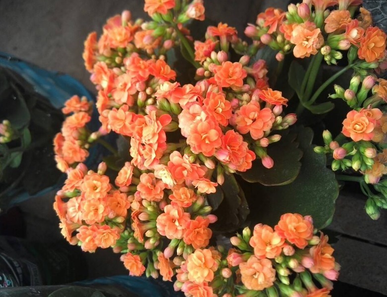 长寿花2次开花，这个“方法”大家掌握了吗养护得当，会开爆盆