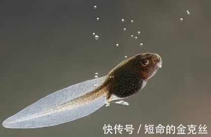 蝌蚪|孕妇梦到这4件事,是吉兆,预示是男宝宝且大有作为