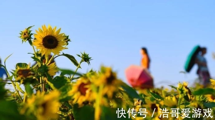 粉黛|惊艳！花海金灿无垠、粉黛如梦如幻，蜀山秋日美景“上新”