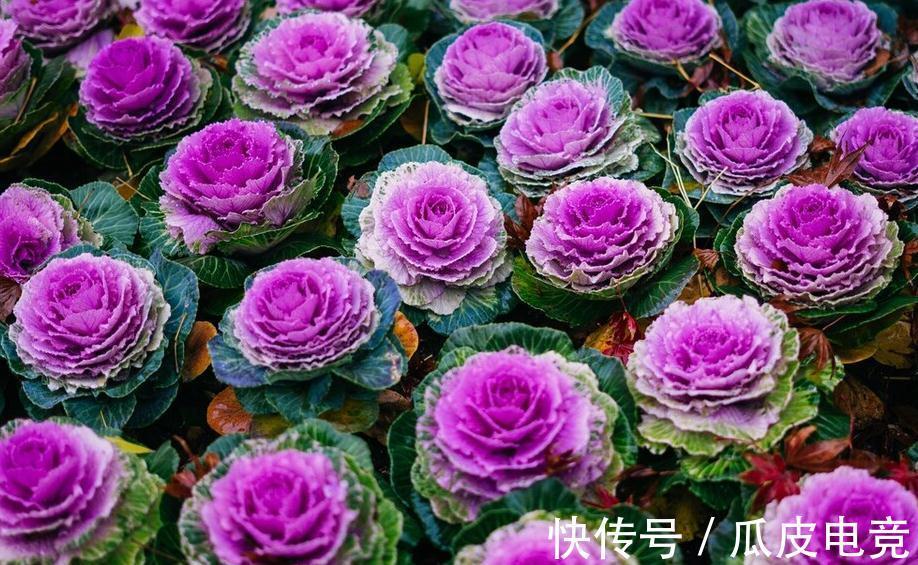 马上进入2022年,新的一年即将开启,为你推荐25种漂亮的花卉