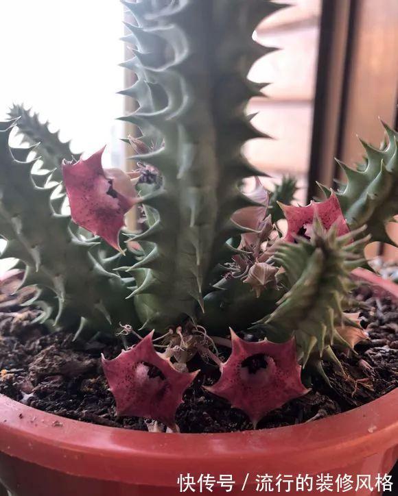 家里养了这花,满屋子都是臭味,家人让我赶紧扔掉