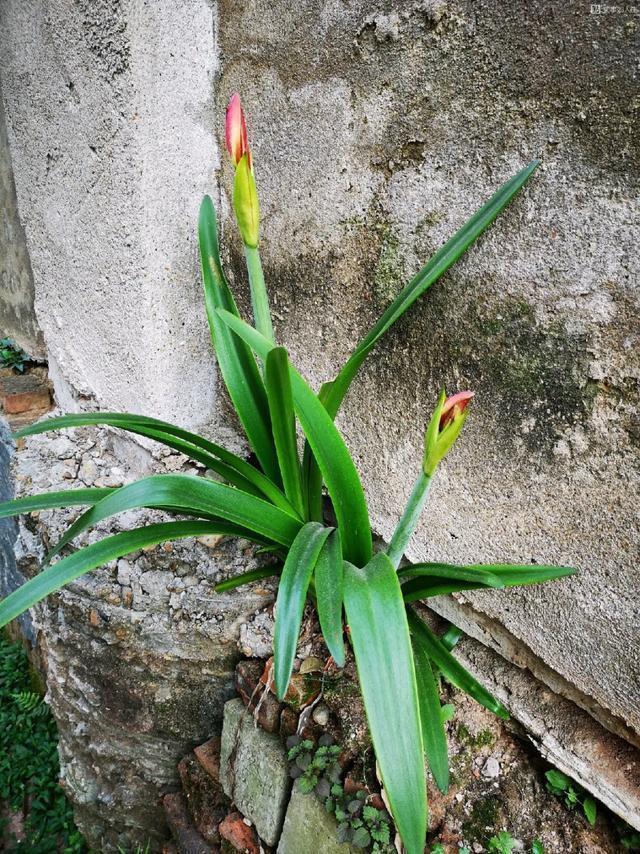 朱顶红|真正的花坚强,墙缝、地缝都能长,开花特别旺!