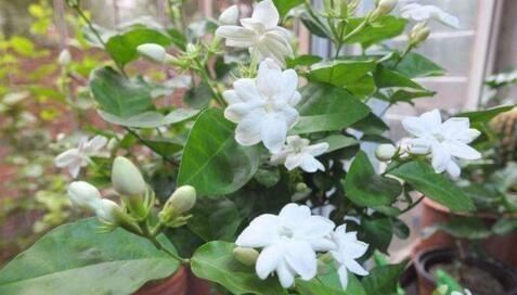 花肥|养茉莉花,“3件小事”做到位,就可以“静待花开”,且花大味香