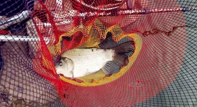 鲢鳙|野钓大半辈子,竟然才知道诱鱼最管用的方法,你尝试过了吗