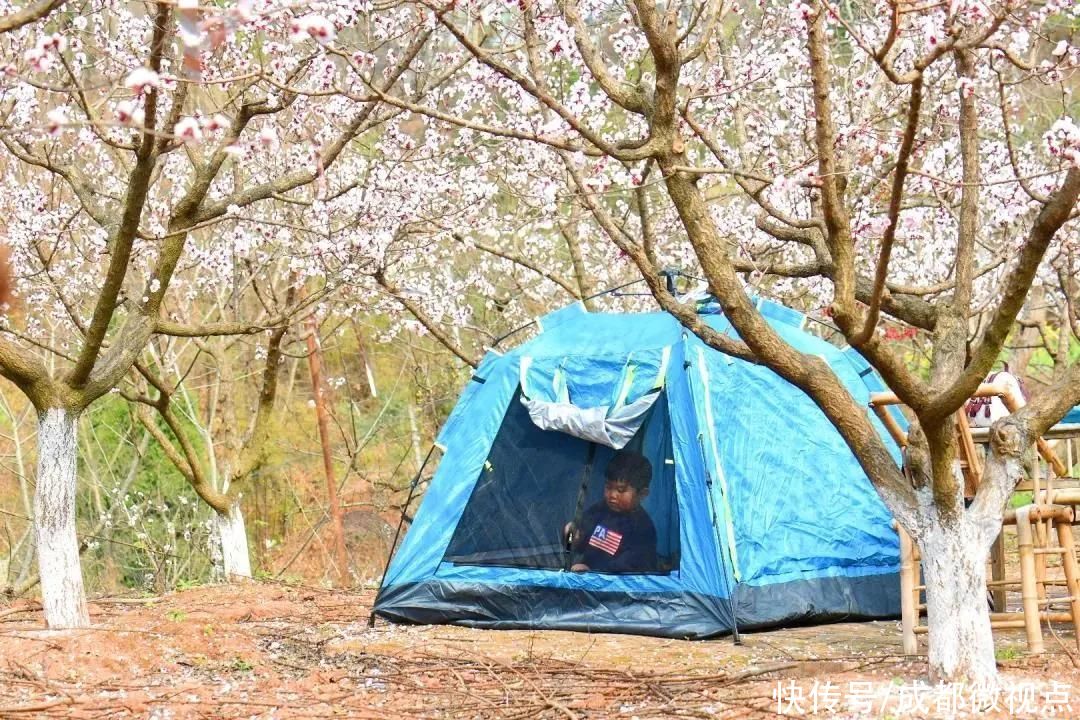 龙泉山第一波春花，来赏