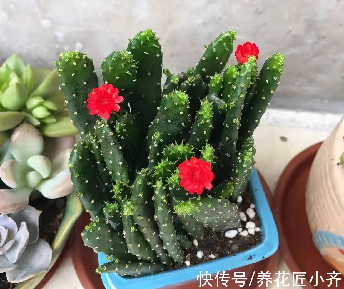 千佛手|腊月逛花市，6种花不要买，因为“花”是假的，别上当