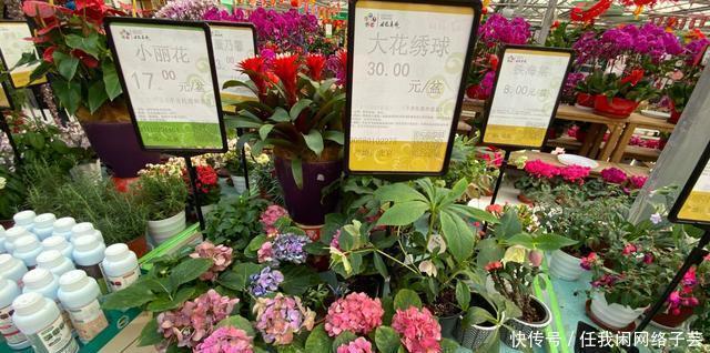 北京开了第一家绿植花卉大超市,就在南三环边上明码标价新鲜实惠